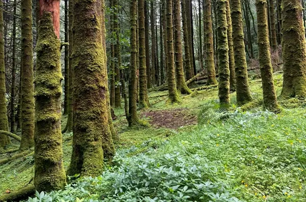 Trees Inveraray Forrest