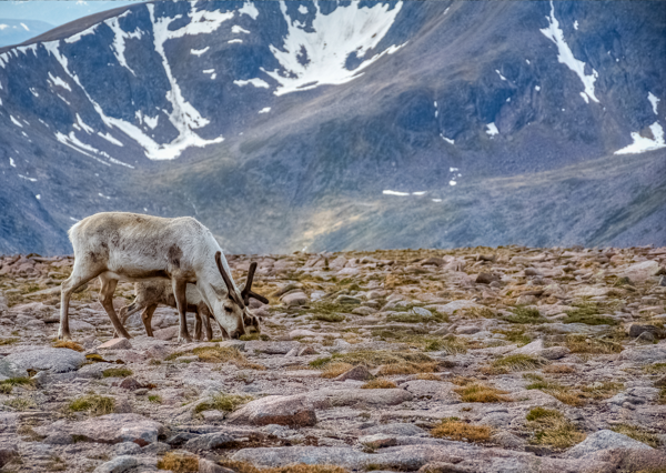 Munros Near Aberdeen ?? ''