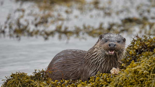 7 Things To Do On Mull In The Rain ?? ''