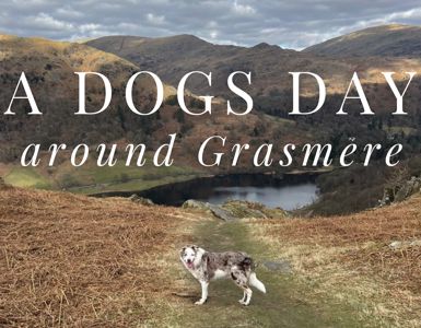 Lakes Dog Blog