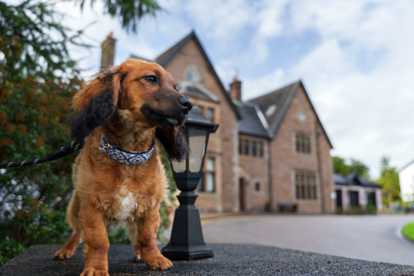 Award Winning Hotel Group launches search for first 'Ambassadog' ?? ''