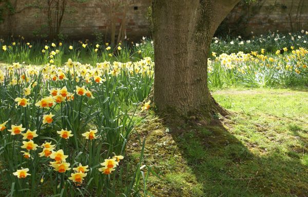 Daffodils
