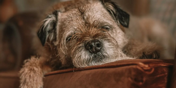 Dog Friendly Hotel Stays at Oban Bay ?? ''
